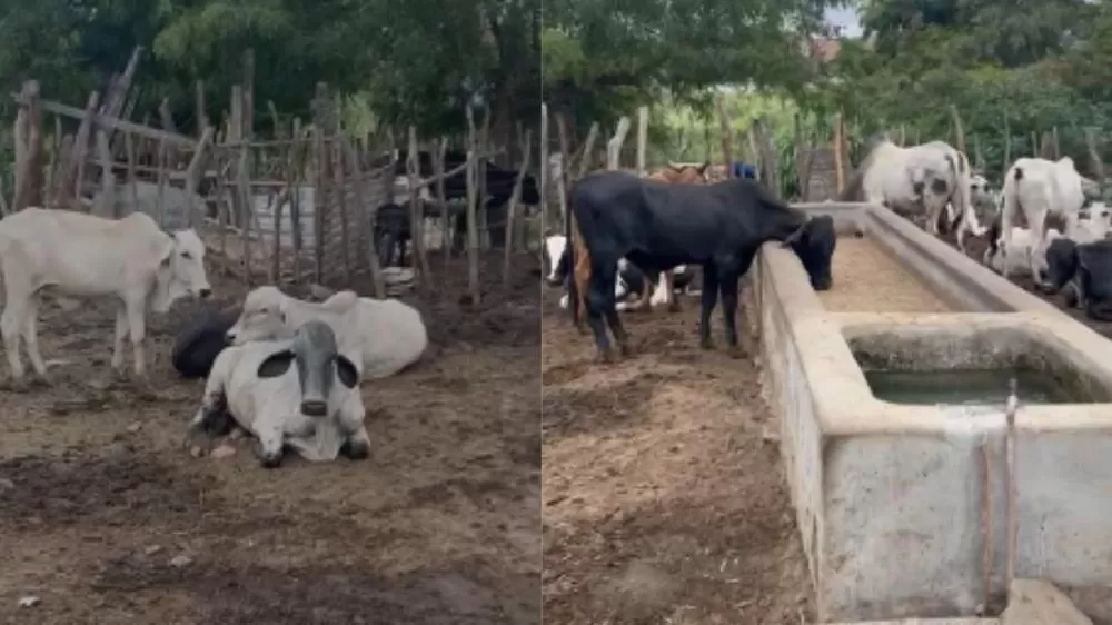 Animais furtados e recuperados - Imagens: Reprodução PatosVerdade