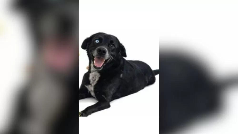 Cachorro Pequenino - Foto: Tutores/Divulgação