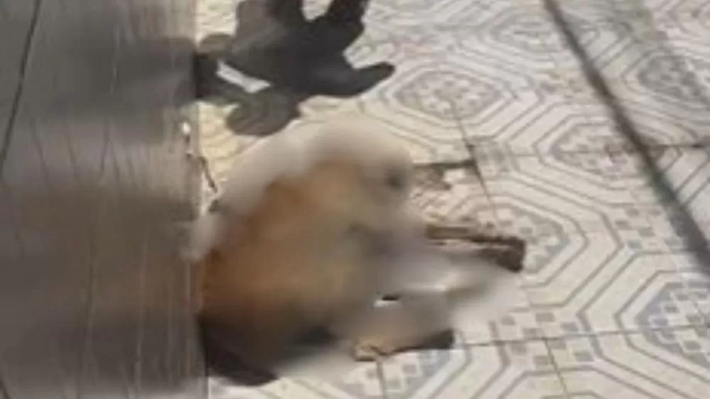 Imagem: Reprodução