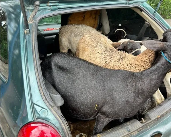 Foto: Polícia Rodoviária Federal / Divulgação