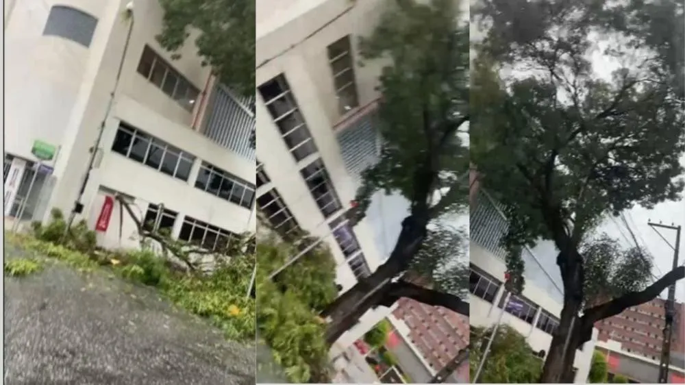 Parte de árvore caibreira cai durante chuva no Centro de Patos