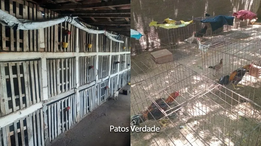 Fotos: BPMA / Montagem Patosverdade