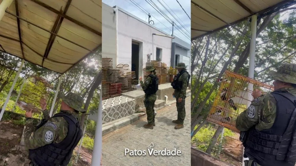 Fotos: Polícia Ambiental / Montagem Patosverdade