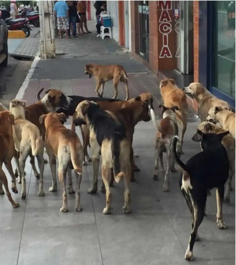 (Foto: Reprodução)