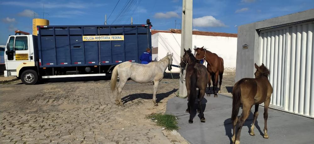 Animais recolhidos na última sexta-feira (27)