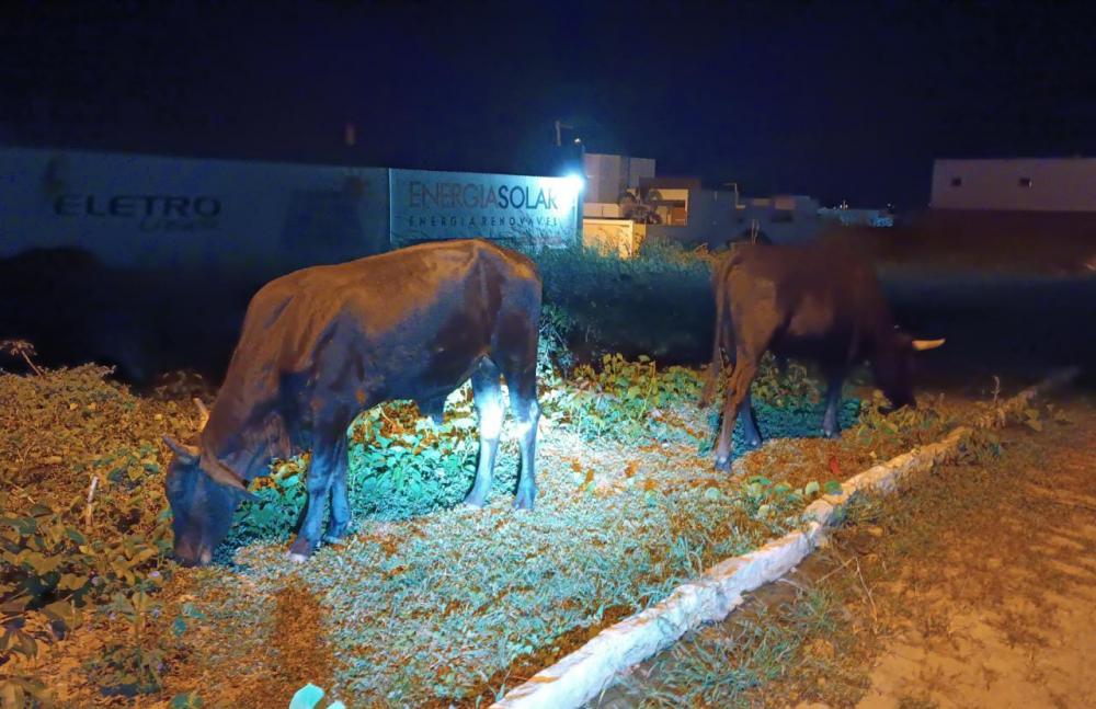 Animais soltos no bairro Luar de Angelita - Foto: Assessoria parlamentar