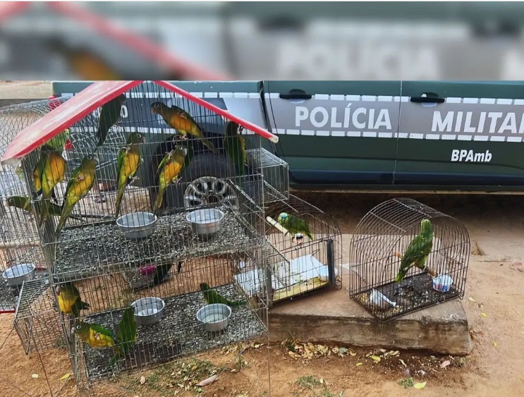 Foto: Assessoria / BPAmb