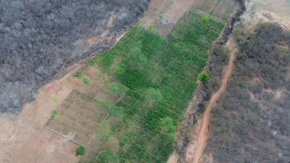 Foto: Polícia Civil