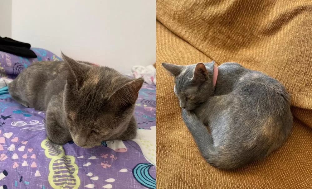 Gata Lizzy - Fotos: Juliana Simões