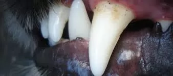 Imagem ilustrativa: Reprodução/Google