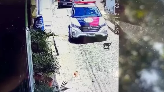 Viatura da PM atropela e mata cadela — Foto: Divulgação/Secupa