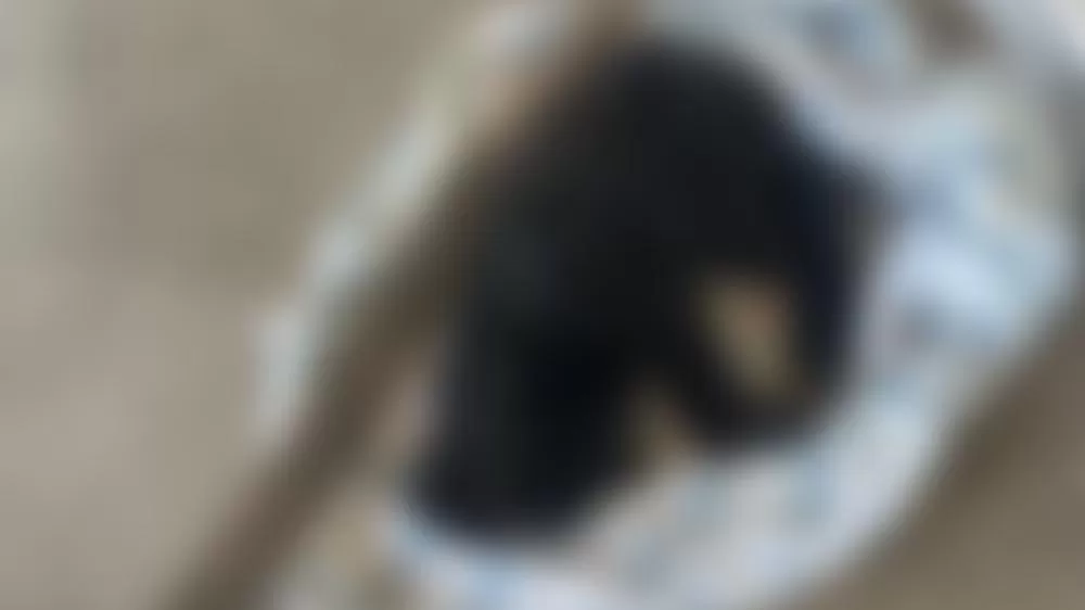 Imagem: Polícia Civil/Divulgação