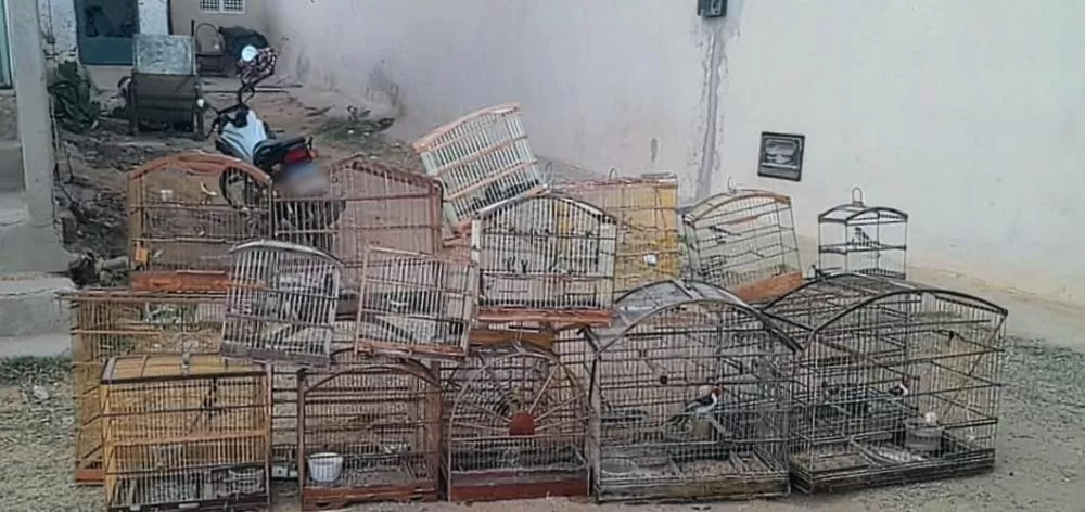 Foto: Polícia Militar Ambiental/Divulgação