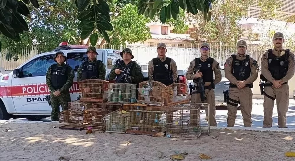 Aves silvestres apreendiadas com o faragido - Foto: Reprodução