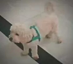 Cachorro Toddy, desaparecido - Foto: Divulgação