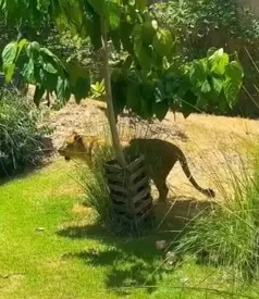 Leoa responsável pelo ataque que matou o jovem Gerson de Melo - Foto: Reprodução