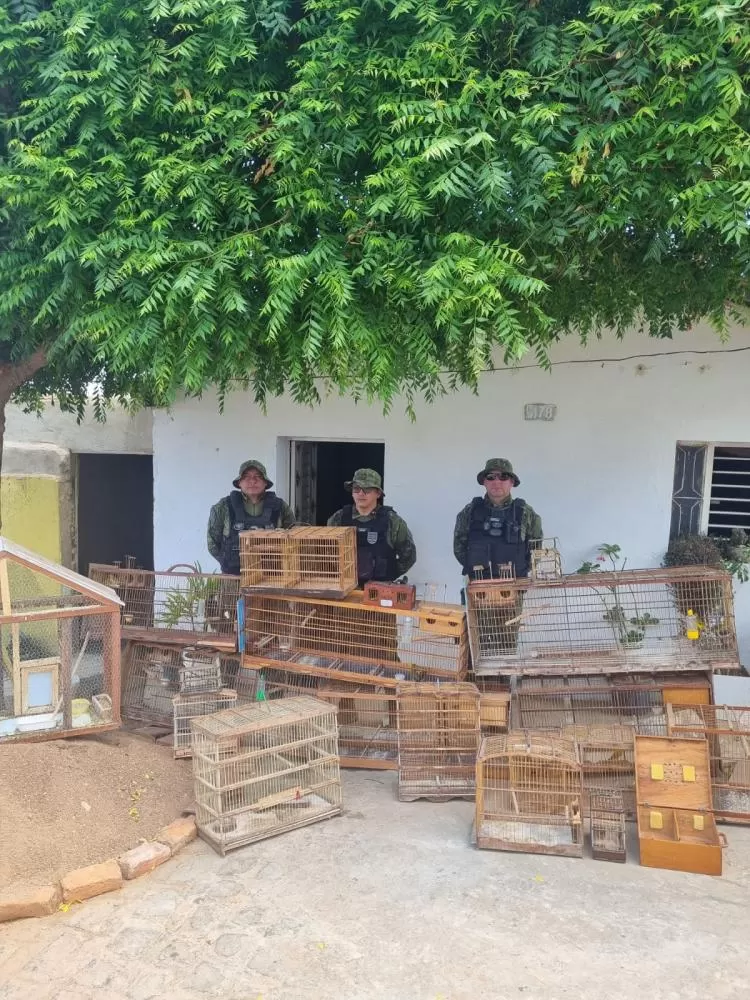 Foto: Polícia Militar Ambiental/Divulgação