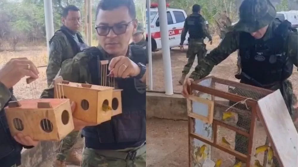 Foto: Polícia Militar Ambiental/Divulgação